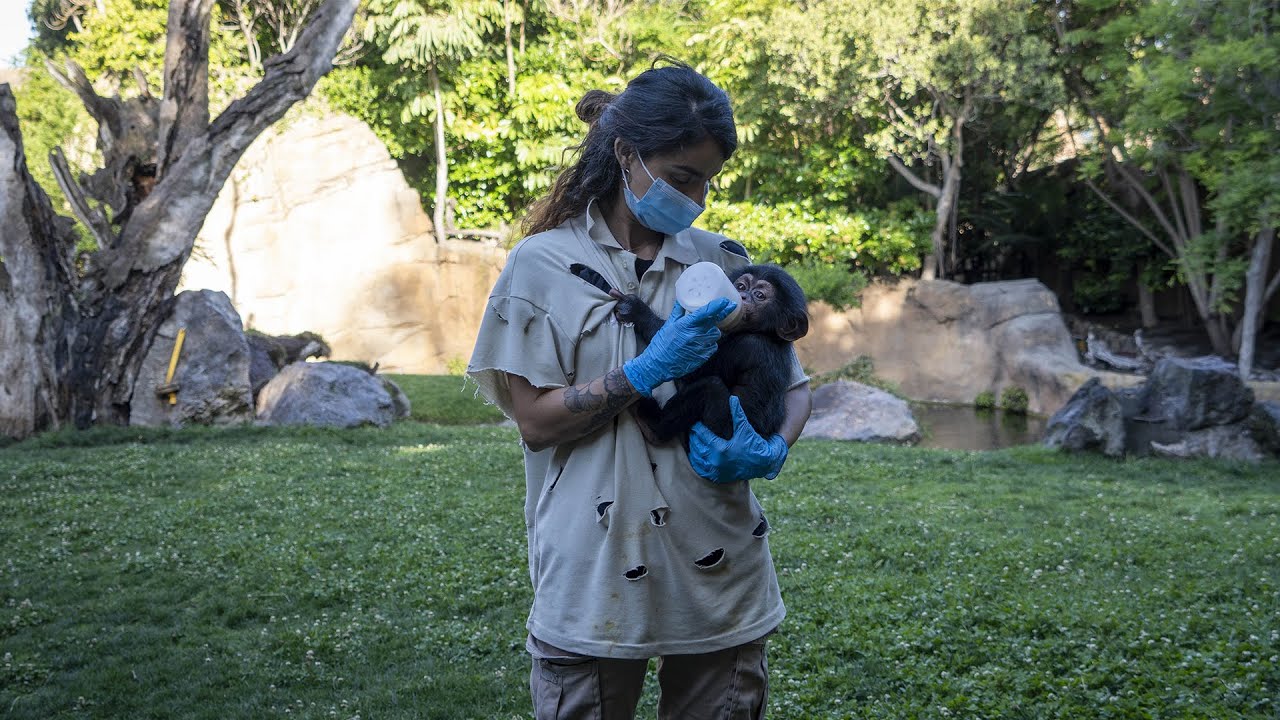 El chimpancé nacido en BIOPARC prosigue con éxito la última fase de cuidado con contacto humano