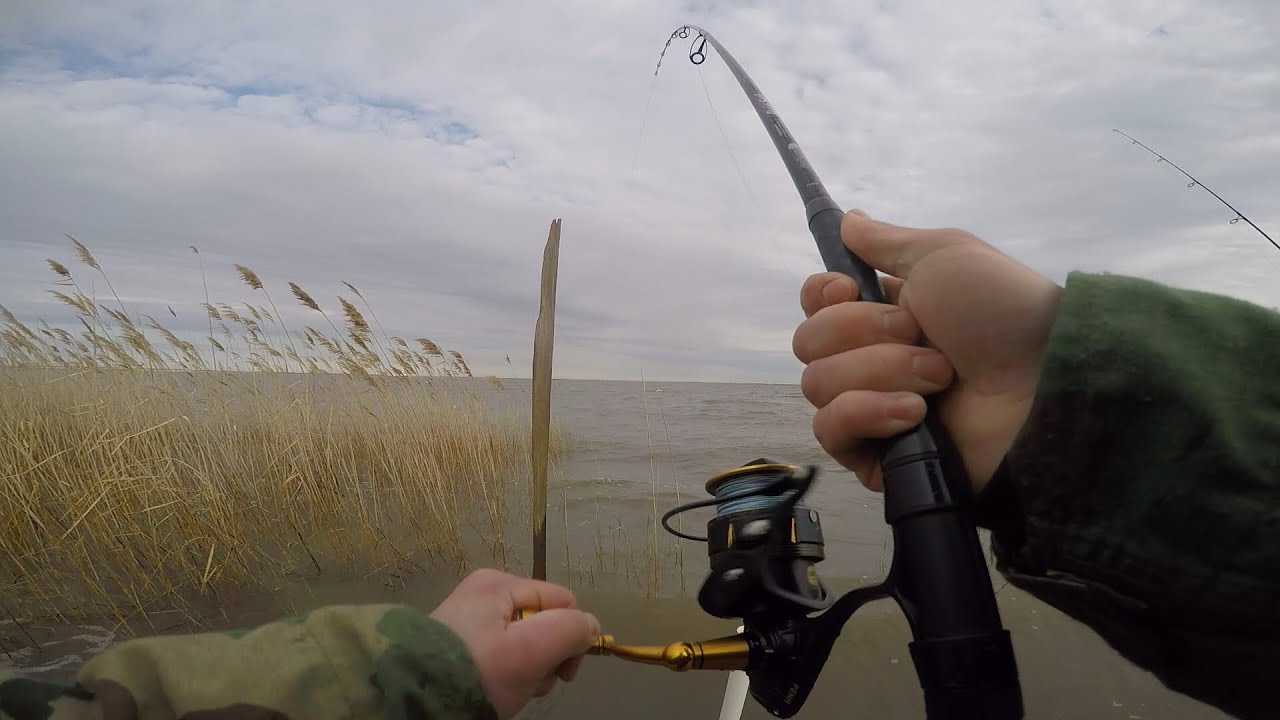 Delaware River Rockfish! (Big Storm Rolling In!) YouTube
