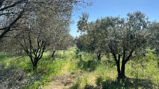 Soğuk iklimde zeytin bahçesi kurarken Edremit mi yoksa Gemlik mi dikmeliyiz