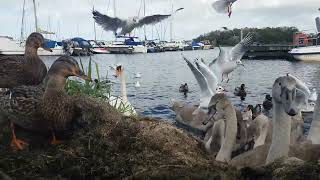 ❤?? SWANS CYGNETS AND?DUCKS?AT⚓KINNEGO⛵MARINA⚓IRELAND?THIS AND OTHER 10MIN VIDEO IN SITE?be a sub?