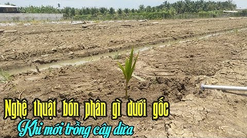 CÁCH TRỒNG DỪA VÀ BÓN PHÂN GÌ DƯỚI GỐC ĐỂ CÂY DỪA NHANH PHÁT TRIỂN NHẤT, BÀ CON NÊN ÁP DỤNG CÁCH NÀY