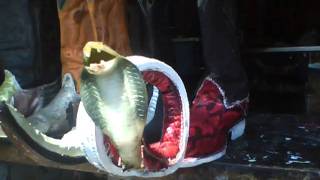 Botas Chuntaras con Pico De Vibora - YouTube