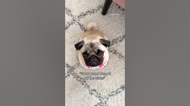 No treats = NO tricks 🧀😆 #pug #dog #funny