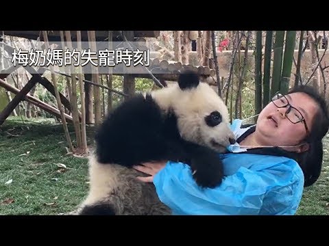 《熊貓早晚安》梅奶媽OS：說好了一直相愛，你卻在我的懷裡玩起了皮筋兒？ | iPanda