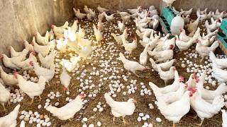 Hundreds of Eggs Everywhere! Inside a High-Production Chicken Farm 🥚🐔