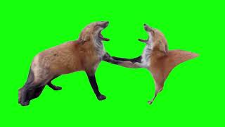 Laughing Foxes - Green Screen