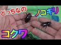 拾ったクワガタと購入したクワガタのメスをみくらべる ノコギリクワガタ・コクワどっちなのか！【クワガタ飼育】