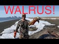 S21Ep11: Alaska Beach Combing for Walrus Tusks and Glass Balls