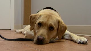 Comfort Dog Puts Dental Patients At Ease