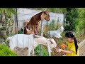 Kasih Makan Kambing Bisa Ngomong dan Main Perosotan Playground Kambing Garut