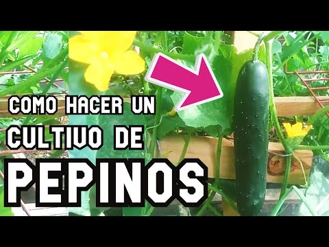 Video: Cómo Cultivar Pepinos Al Aire Libre