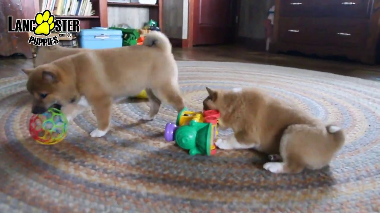 Jade Shiba Inu Puppy For Sale In Millersburg Pa