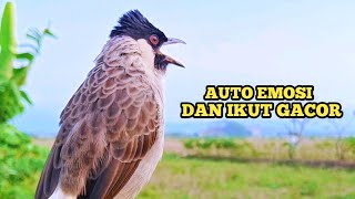 Suara Burung KUTILANG GACOR Rapat dan Lantang Ampuh Untuk Memikat Kutilang Liar Auto Mendekat