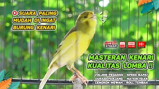 Masteran Kenari GACOR Durasi Panjang‼️ COCOK untuk Pancingan Kenari PAUD dan Kenari MACET BUNYI #164