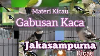 Kicauan Gabusan Kaca Untuk Mastering Atau Pancingan Burung Kicau Om-om