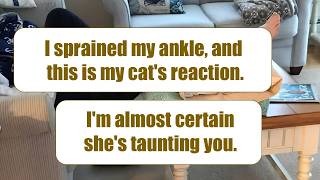 Amusing Animal Reactions That Can Easily Cheer You Up