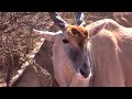 Eland with a bow-Giving Back TV