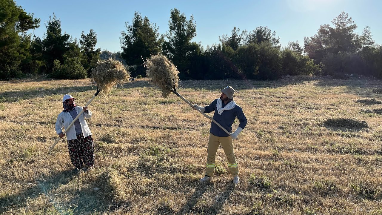 KEKİK HASATI / TARLADA KAHVALTI / KÖYDE ZORLU YAŞAM