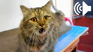THE VOICE OF A ESTIMATE MALE CAT by My Kitty Diary 7,654 views 1 year ago 2 minutes, 10 seconds