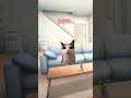 猫マニ作った！#スケ族#猫マニ#バズれ#猫#おすすめ