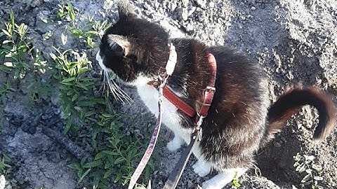 CATTS am scos motanul felix la plimbare în aer liber