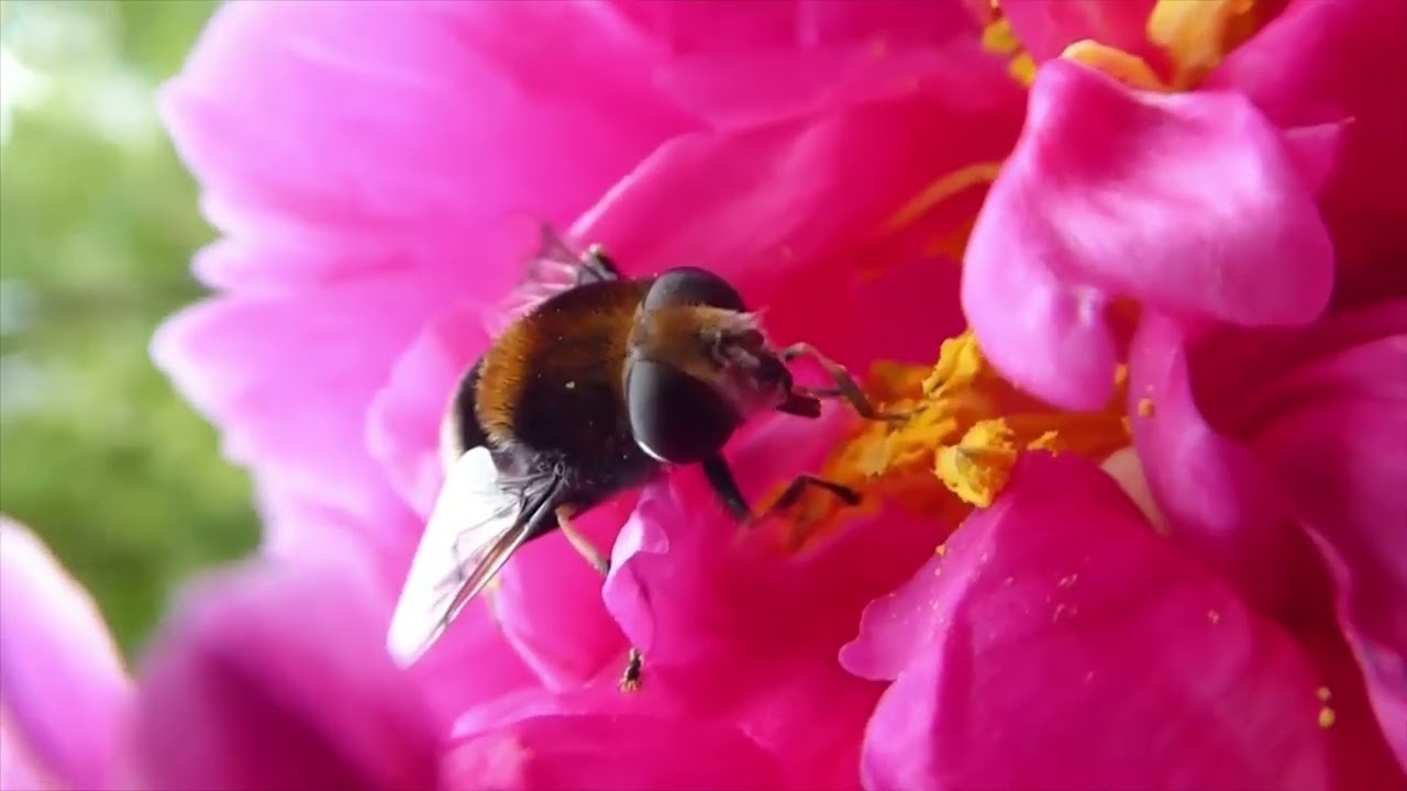 Bee mimic, Hoverfly Eristalis intricaria feeding at a rose