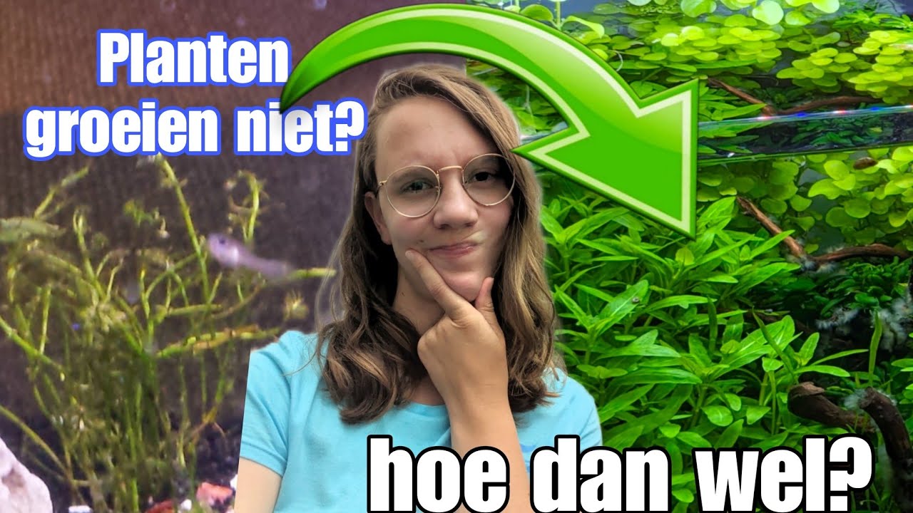 Waarom GROEIEN aquariumplanten NIET, en HOE dan WEL? //Nickey//