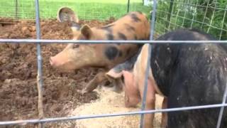 'Raising Pigs' by Jason’s Adventures 3,560 views 8 years ago 6 minutes, 53 seconds