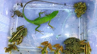 frogs of various colors and green chameleons that I found in the grass