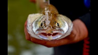 Убийца судака. Моя любимая оснастка на судака  правильный отводной поводок!