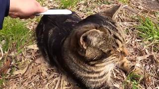 Cute Cat Meowing Nice Cat Meow Funny Cats Comrade by Cats Comrade 183 views 4 years ago 10 minutes, 8 seconds
