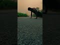 Me chand sitara ki kariye🥰🥰🥰 || hindi song || #hindisong #pushup #desigym #shortvideo