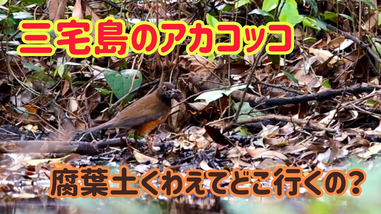 A species endemic to Japan] Where is the Japanese rooster on