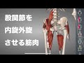 股関節を内旋させる筋肉、外旋させる筋肉について解説してみた