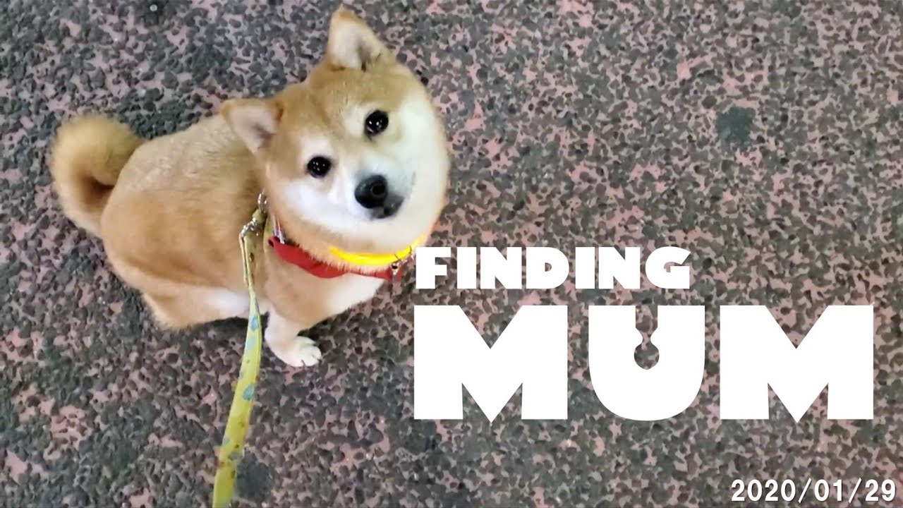 忠犬ゆず 豆柴ゆず ママを探す Finding Mum Youtube