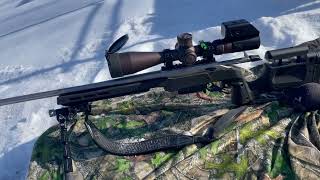 Tikka 243 win Hornady 58gr vs 75gr screenshot 3