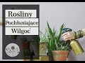 Jak pozbyć się wilgoci z mieszkania - Rośliny pochłaniające wilgoć z powietrza