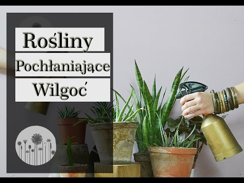 Wideo: Rośliny doniczkowe pochłaniające wilgoć - czym są rośliny pochłaniające wilgoć