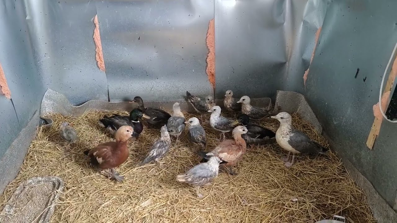 У злой вороны хорошая скорость реакции