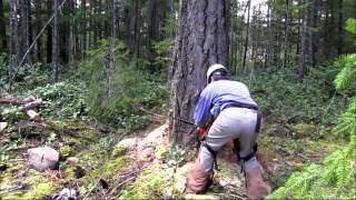 Tree Falling &quot;Crushes Truck&quot; !!!