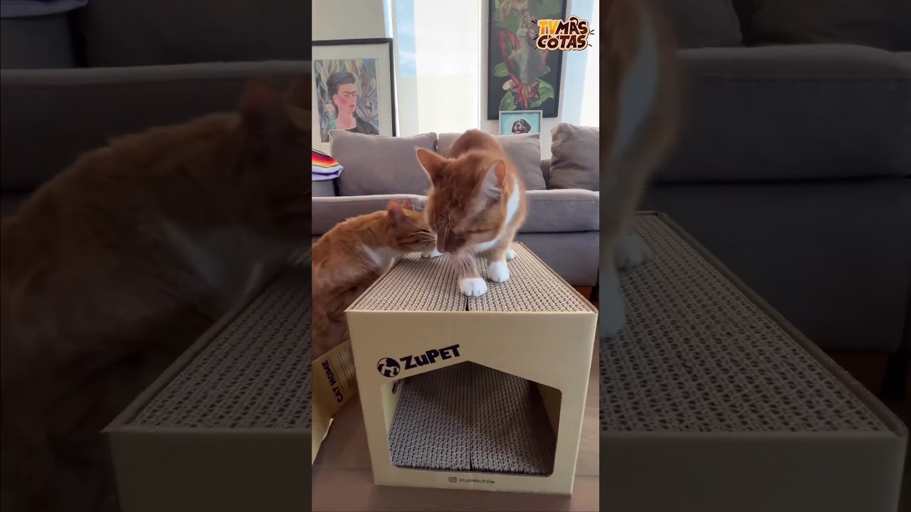 ¡NOVEDAD ANIMAL! Conoce la nueva casa Cat Home de Zupet.