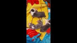 Nicki Minaj Halle Berry & Sofia Vergara