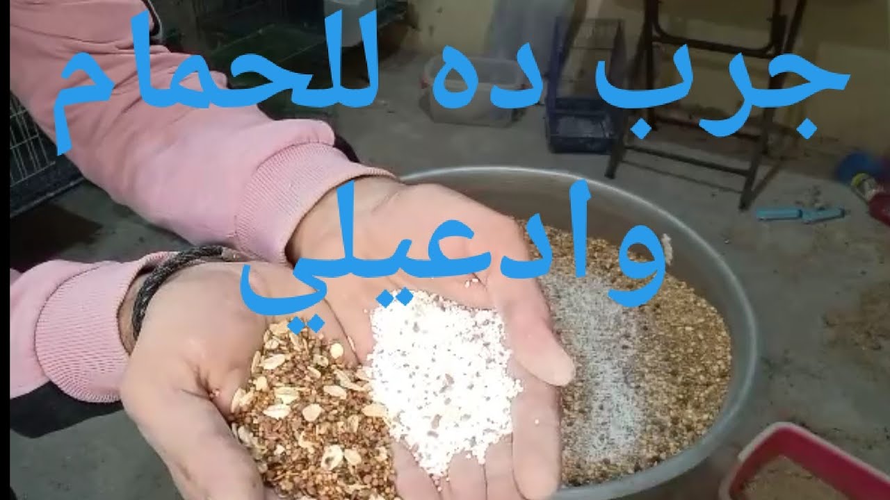 شوفوا جبنا ايه للحمام وحطنا علي كلفه الشتاء الحمام كله حيبيض فى اسبوع مع علي المنسي!!