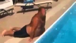Youtube video divertenti Video divertenti Il vero leone marino