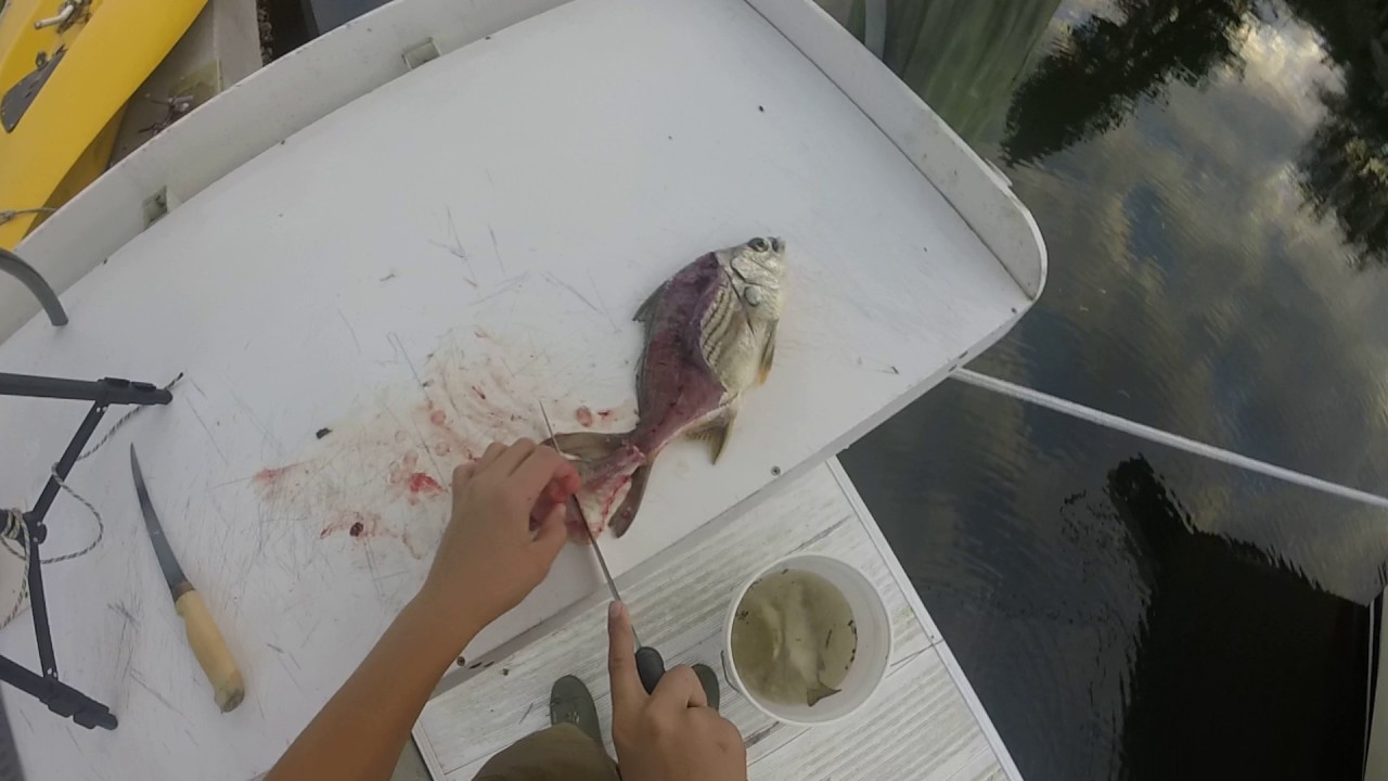 Fillet Sand How to fillet a salt water sand brim. - YouTube