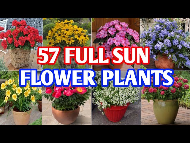 57 Best Full Sun Flower Plants in Container | Heat Tolerant Flower Plants | Plant and Planting class=