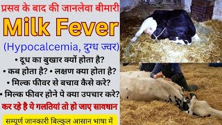 Milk Fever in cows treatment | Hypocalcemia |  गाय,भैंस को दूध का  बुखार होने पे क्या इलाज दे  |