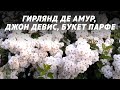 Розы Гирлянд де амур Букет парфе Джон Дэвис
