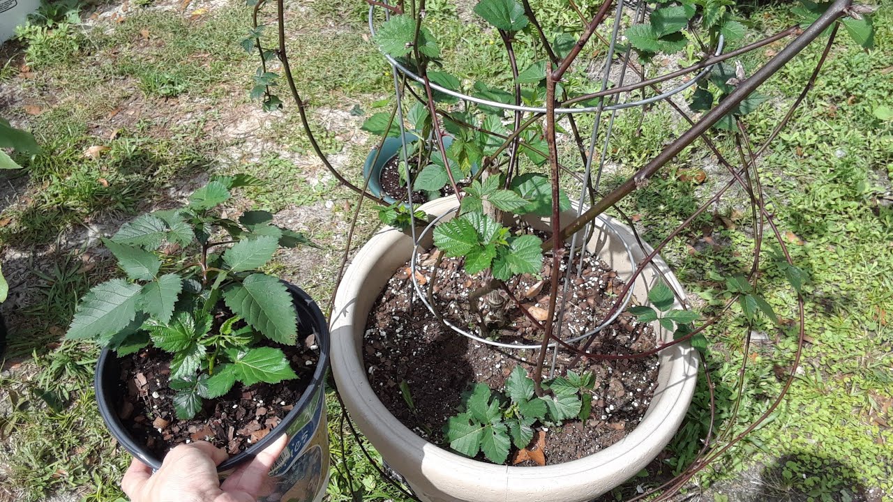 How I propagate my blackberry bush from side shoots and how I care for