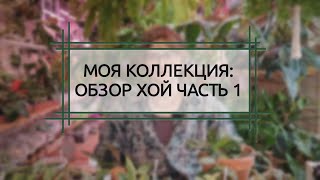 видео: МОЯ КОЛЛЕКЦИЯ РАСТЕНИЙ. ХОЙЯ. ОБЗОР ЧАСТЬ 1 картинка: МОЯ КОЛЛЕКЦИЯ РАСТЕНИЙ. ХОЙЯ. ОБЗОР ЧАСТЬ 1